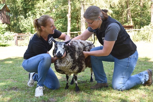 Dierenarts Corine Tiemens van Dierenartspraktijk Dwingeloo - Wapse
