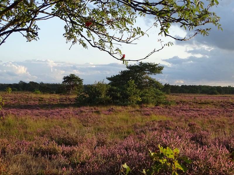 Mooiste Plekje Holtingerveld - bij de Meeuwenkolonie Carolien Pot