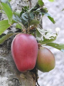 Tulp appel Vers uit de Tuin van Karin Bellaart uit Geeuwenbrug