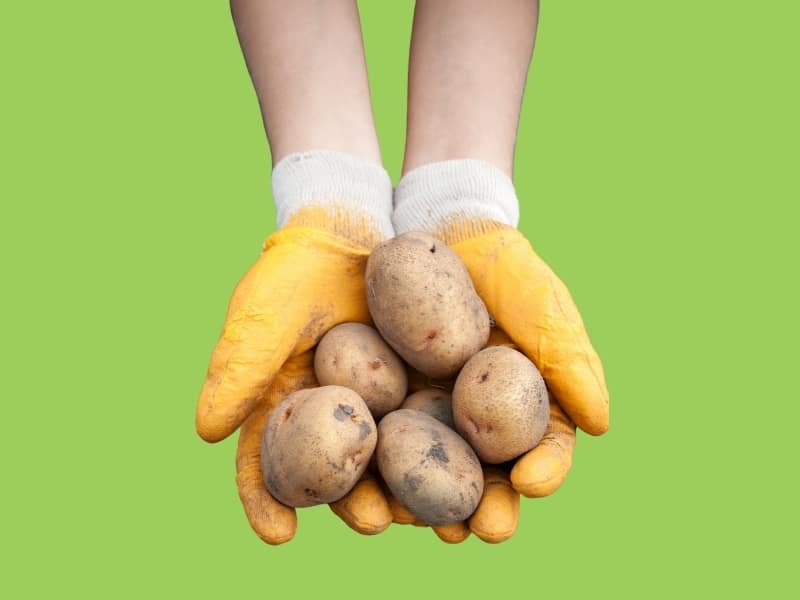 Vers uit de Tuin