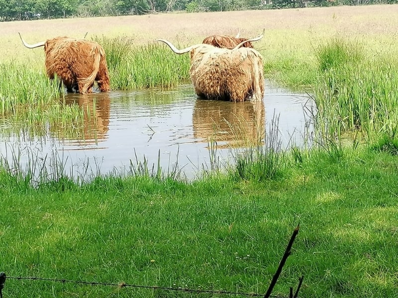 Dwingelderveld Dwingeloo natuur