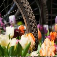 Fietsroute langs de tulpenvelden