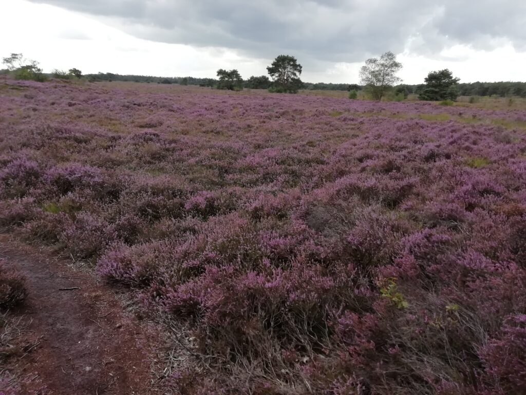 Wandeltips: De NATUURrijke IJS en OORLOG Wandeling in Havelte