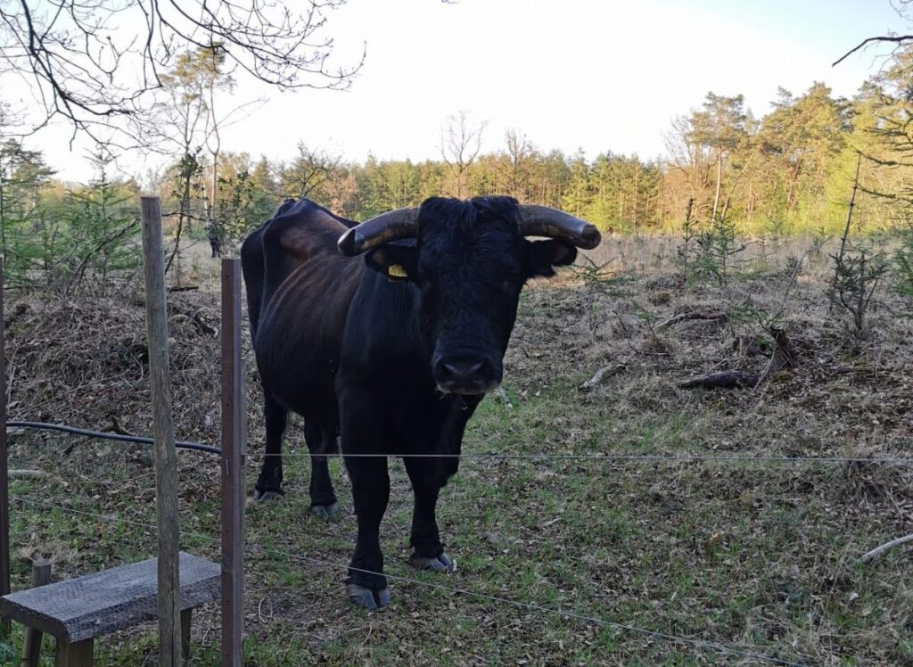 Wandeltips: Route Te voet door het Drents-Friese Wold