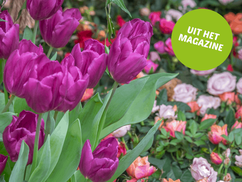 tulpen en rozen