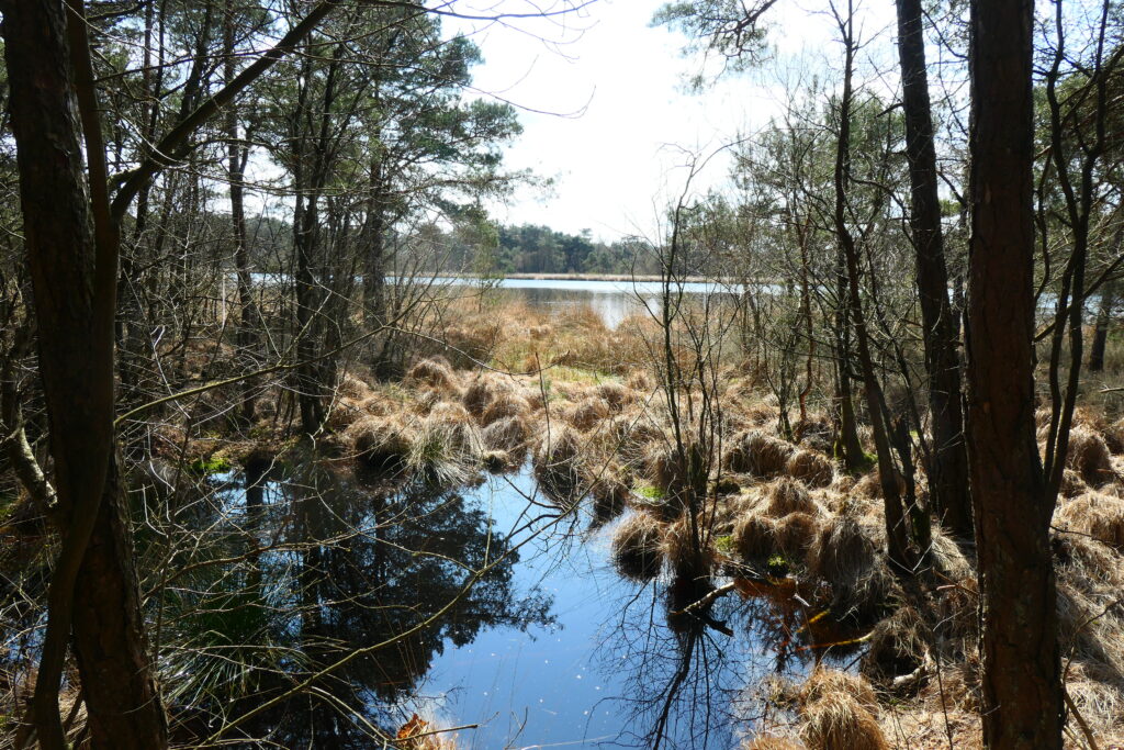 Brandeveen bij Uffelte