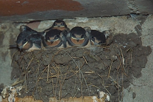 zwaluwen vogelwacht uffelte