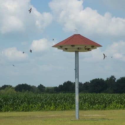 huiszwaluwtil vogelwacht uffelte