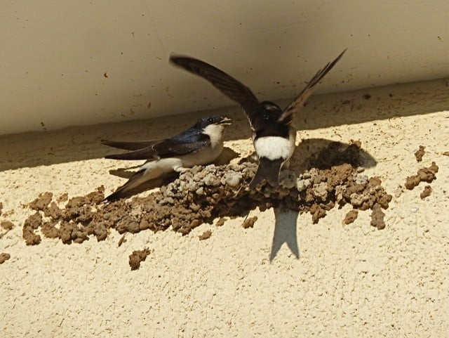 zwaluwen vogelwacht uffelte