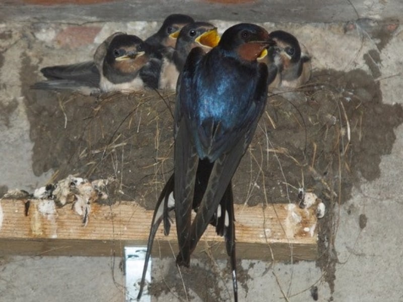 zwaluwen vogelwacht uffelte