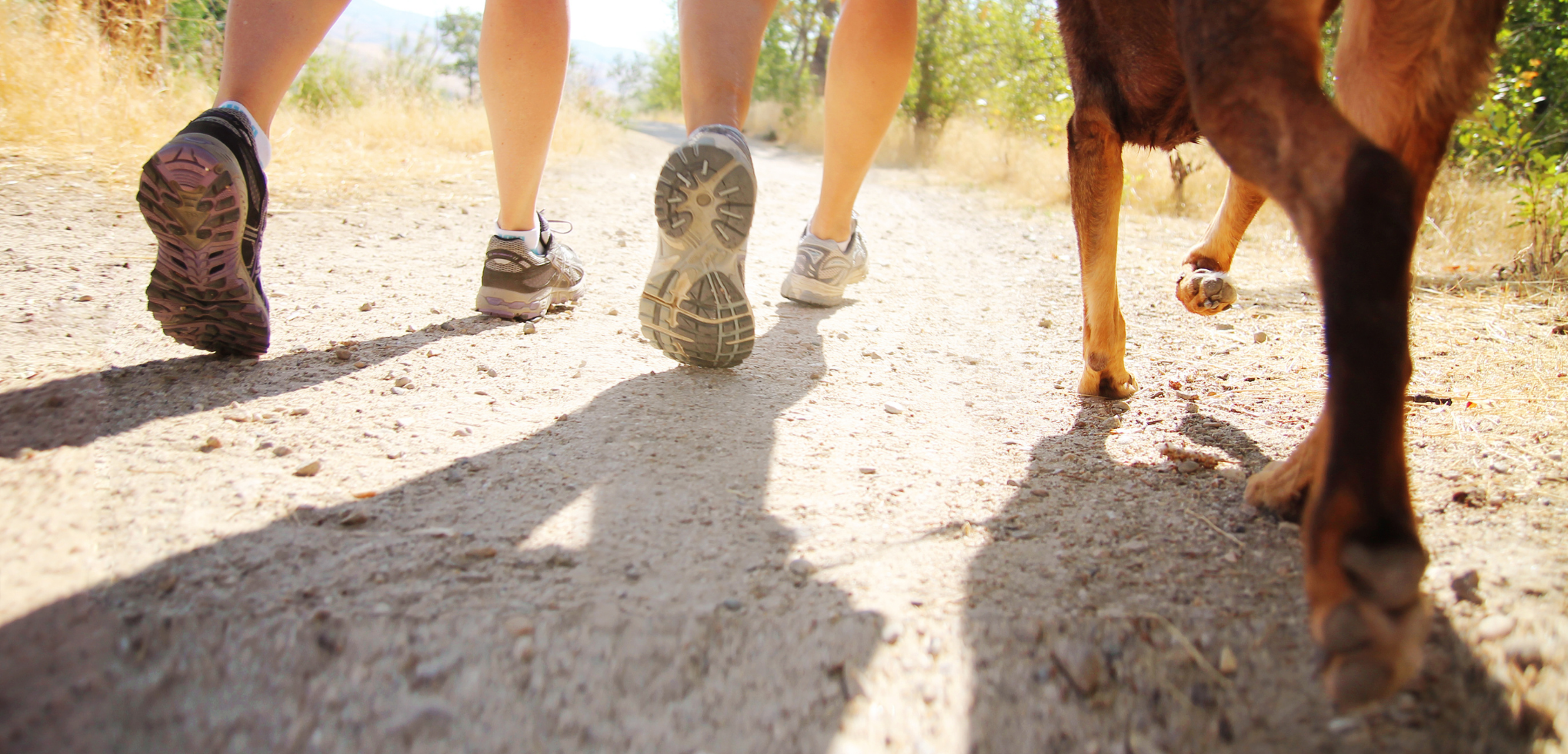 evenementen(1) wandelvierdaagse