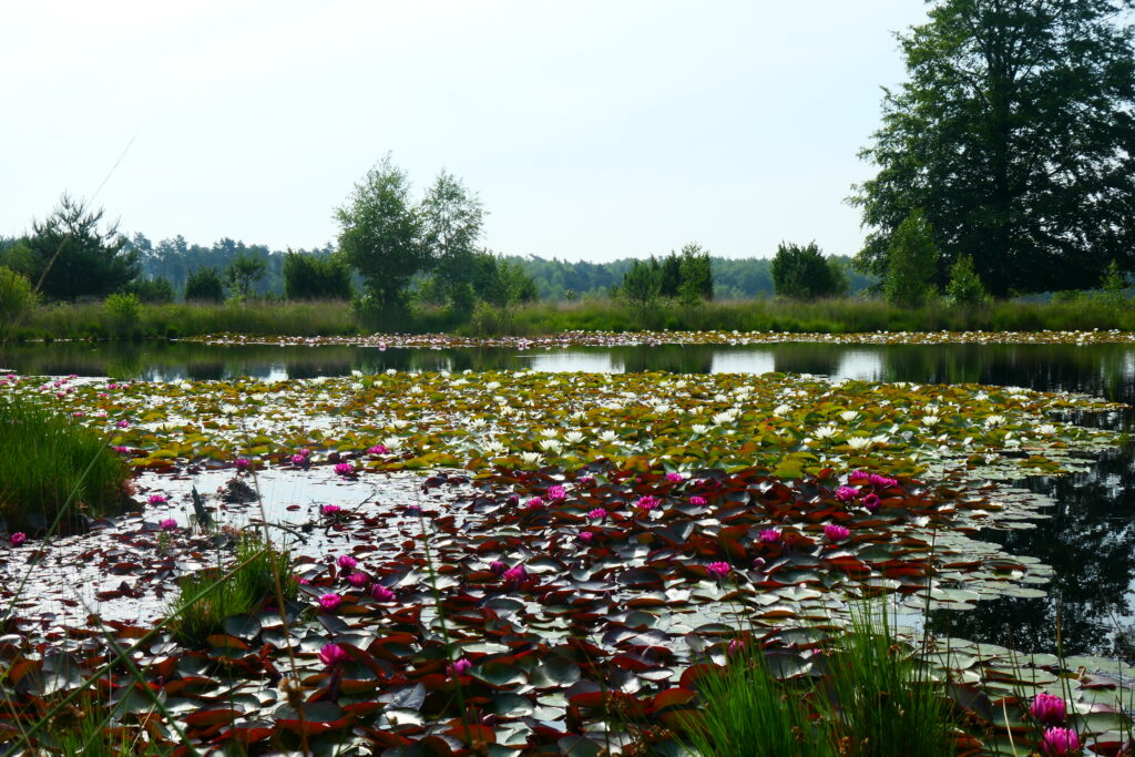 De Kibbelhoekwandeling