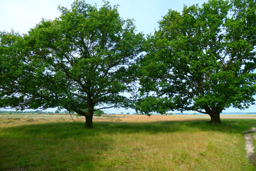 rondje dwingelderveld