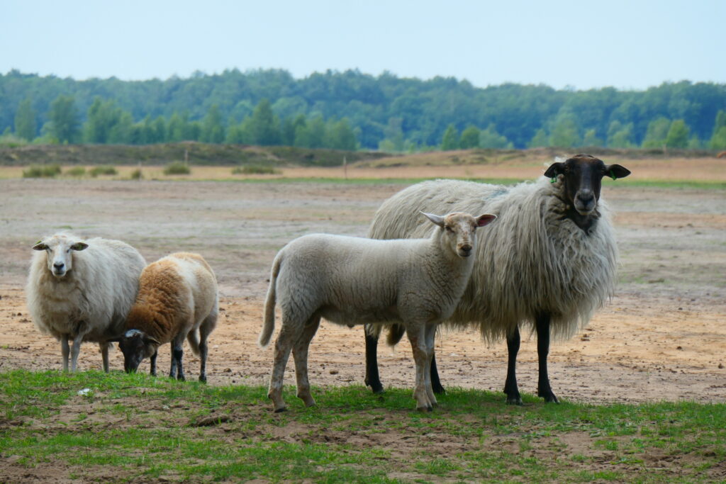 rondje dwingelderveld