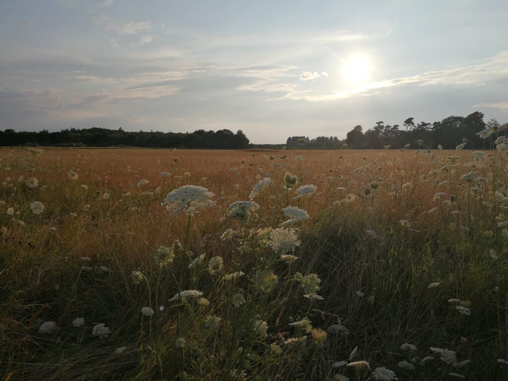 bloemen velde