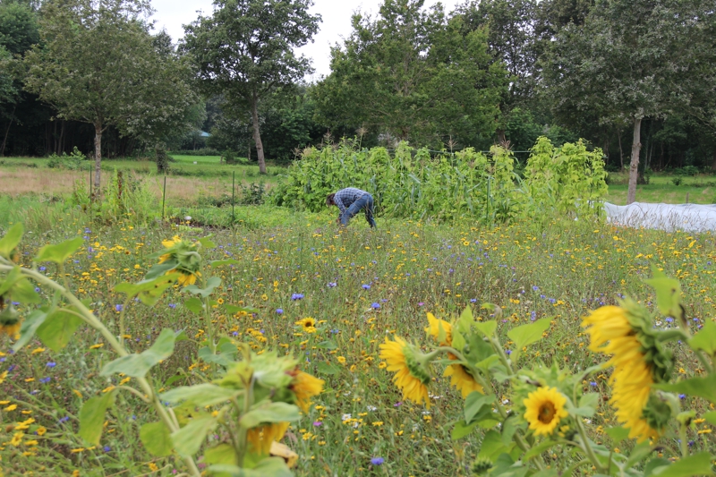 Sociale voedseltuin De Pluimerije