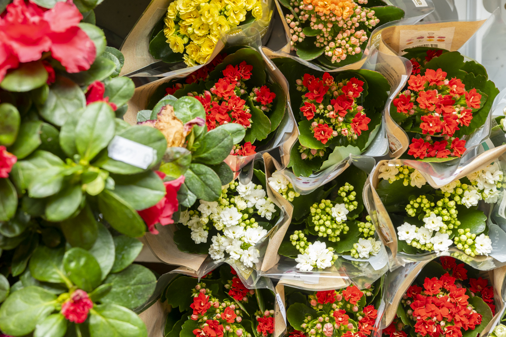 Bloemenwinkel De Bloemerij Havelte