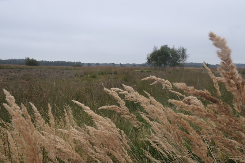 Graspluimen Holtingerveld