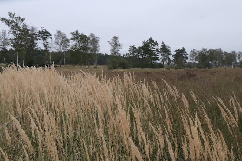 Graspluimen Holtingerveld 2