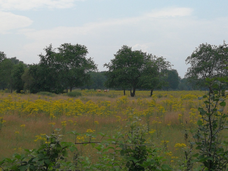 Holtingerveld