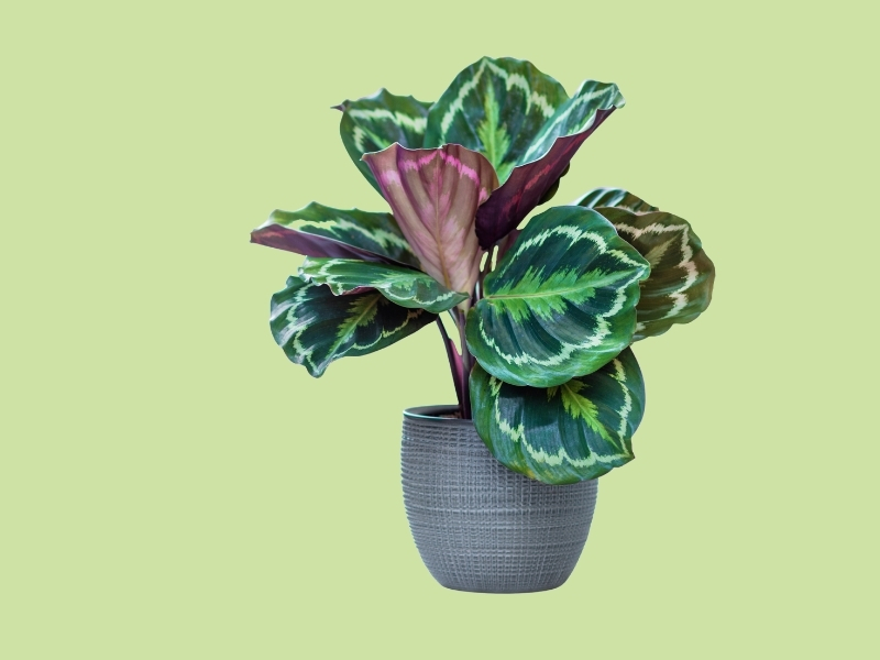 luchtzuiverende kamerplanten Calathea