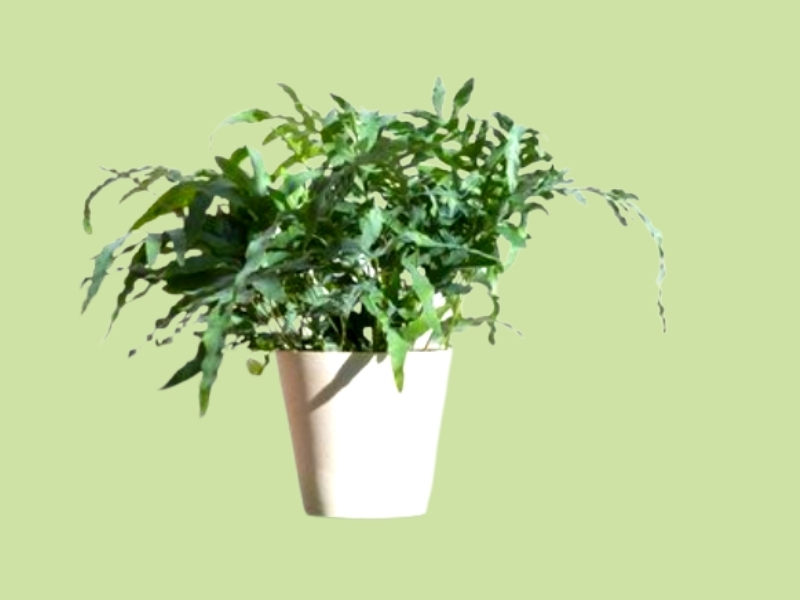 luchtzuiverende kamerplant Phlebodium (Blauwvaren)