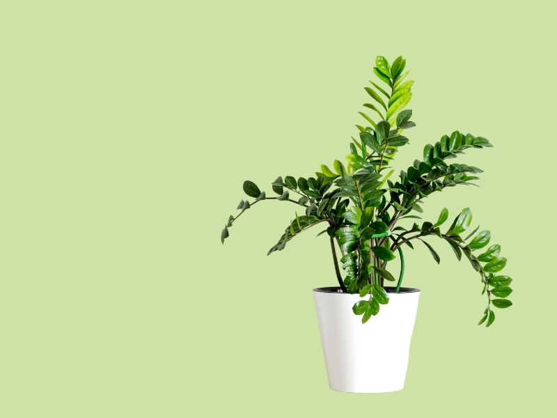 luchtzuiverende kamerplant Zamioculcas Zamiifolia (kamerpalm)