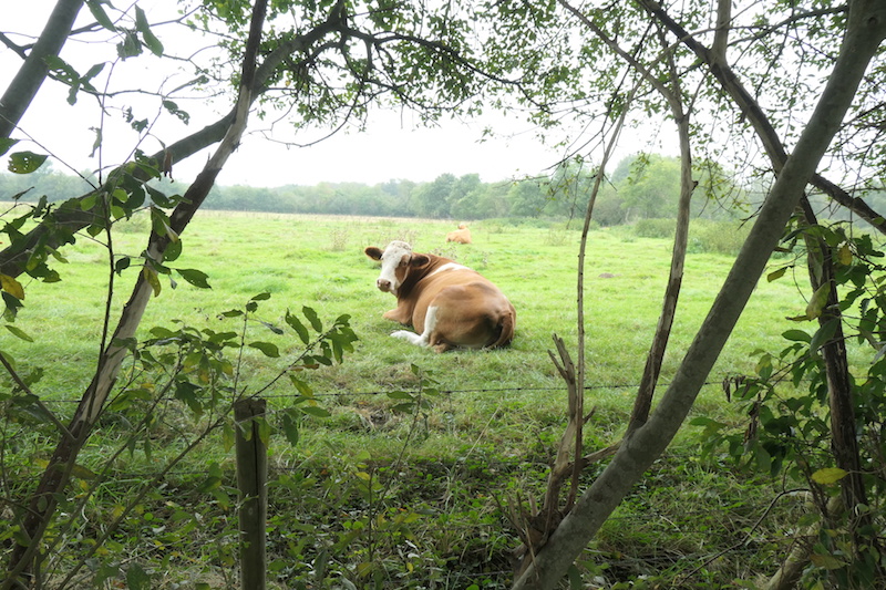 Holtingerveld Koe