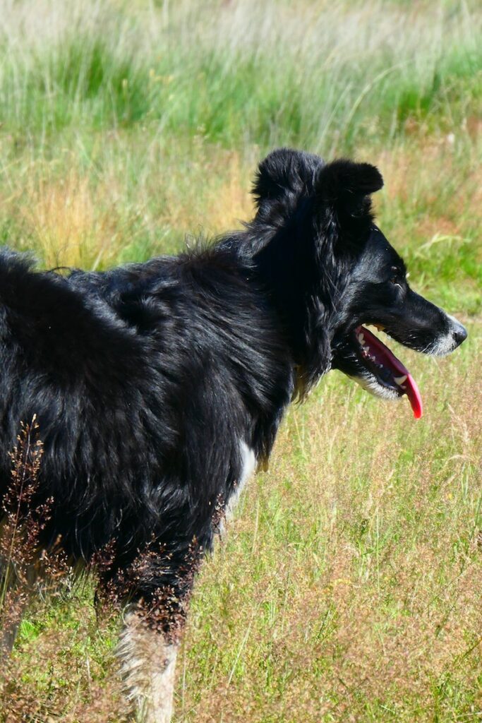 Holtingerveld herdershond Puck