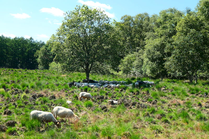 Schaapskudde op het Holtingerveld