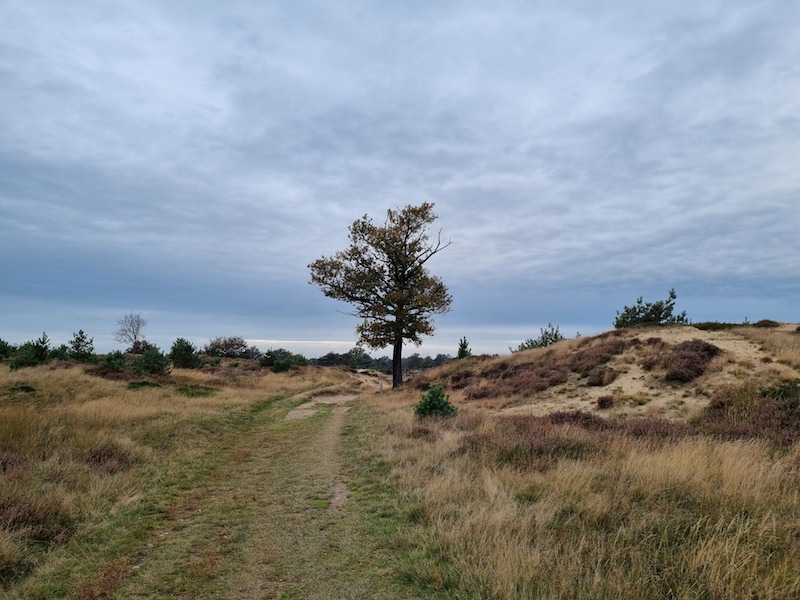 Aekingerzand