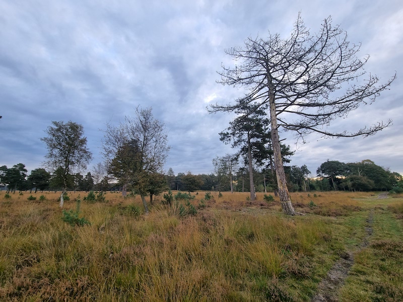 Heide bij Ganzenpoel