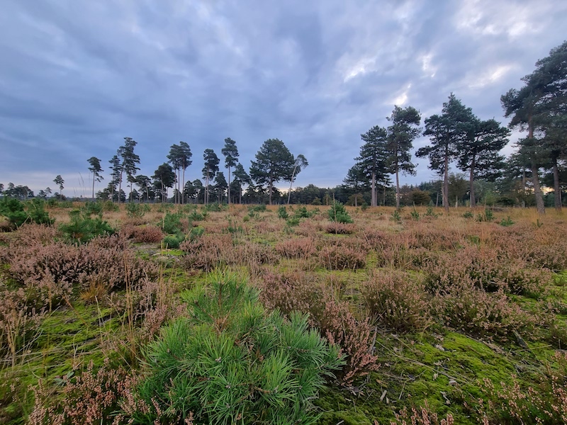 Heide bij Ganzenpoel