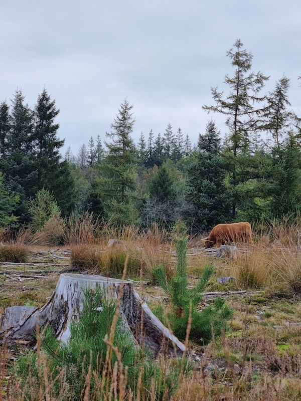 Rund op de heide bij Ganzenpoel