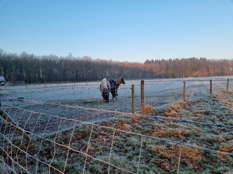 Havelterberg Shetlanders