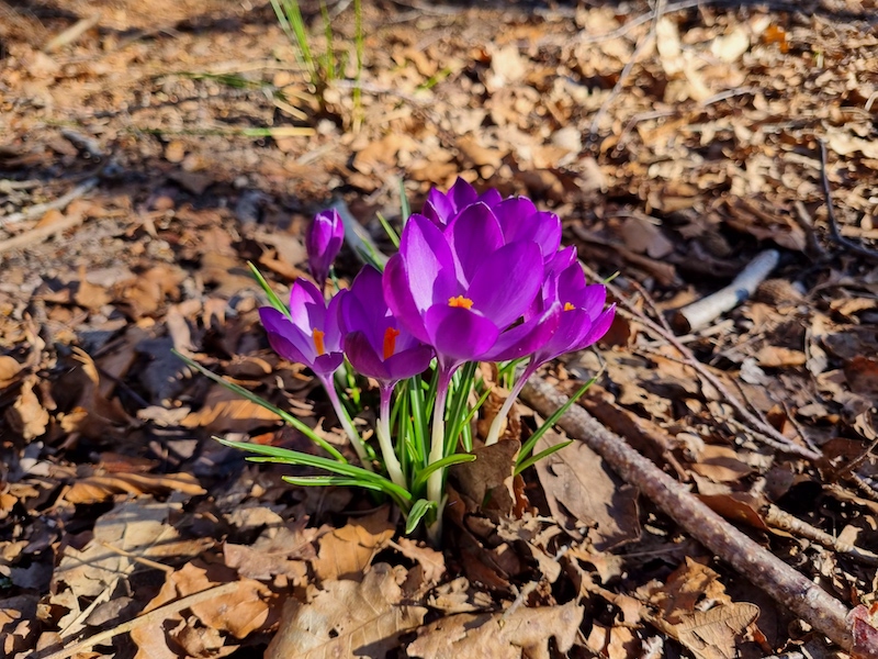 Wandeling Rheebruggen Lente krokussen