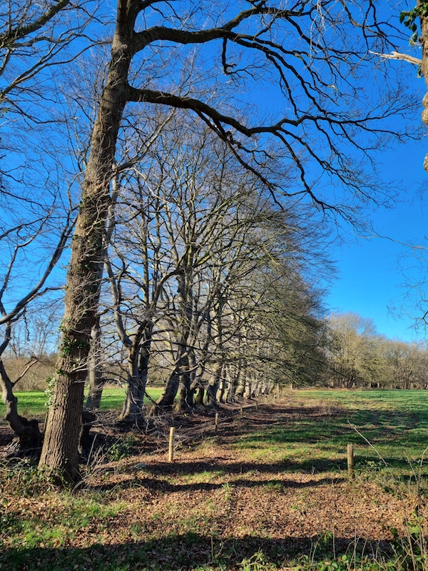 Wandeling Rheebruggen