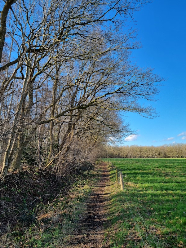 Wandeling Rheebruggen Pad-langs-de-bosrand