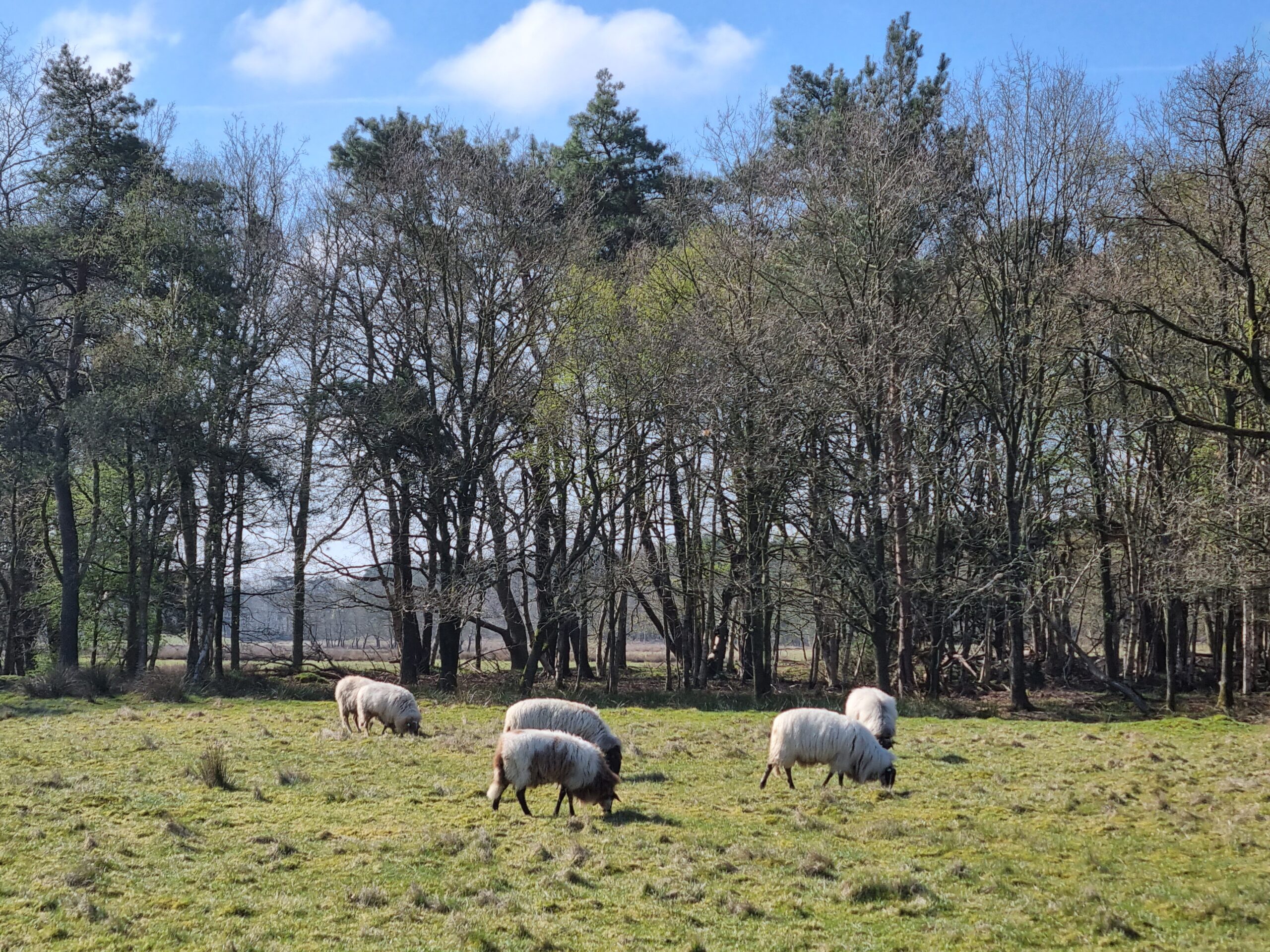 Uffelter Binnenveld