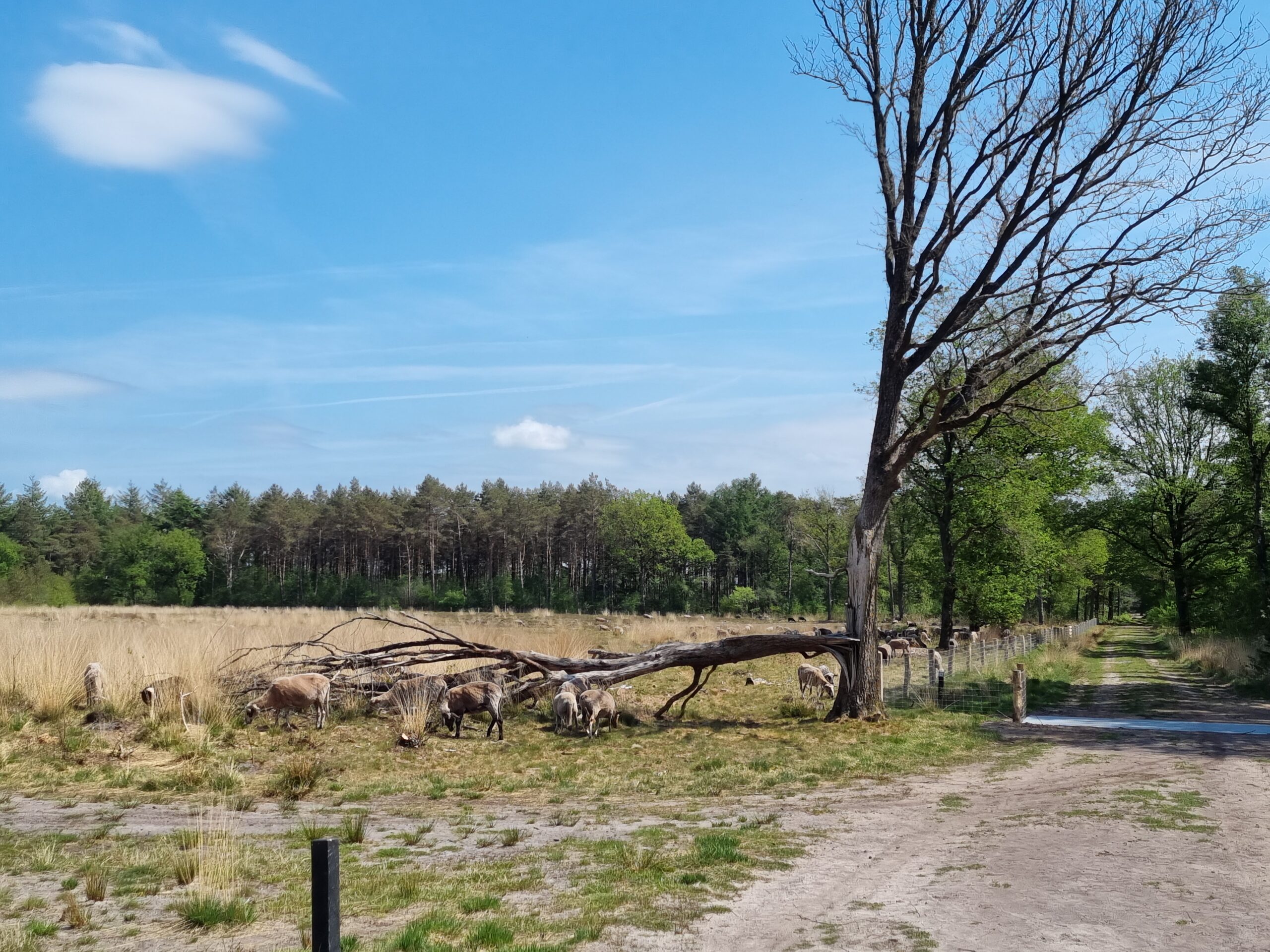 Schapen in het open veld