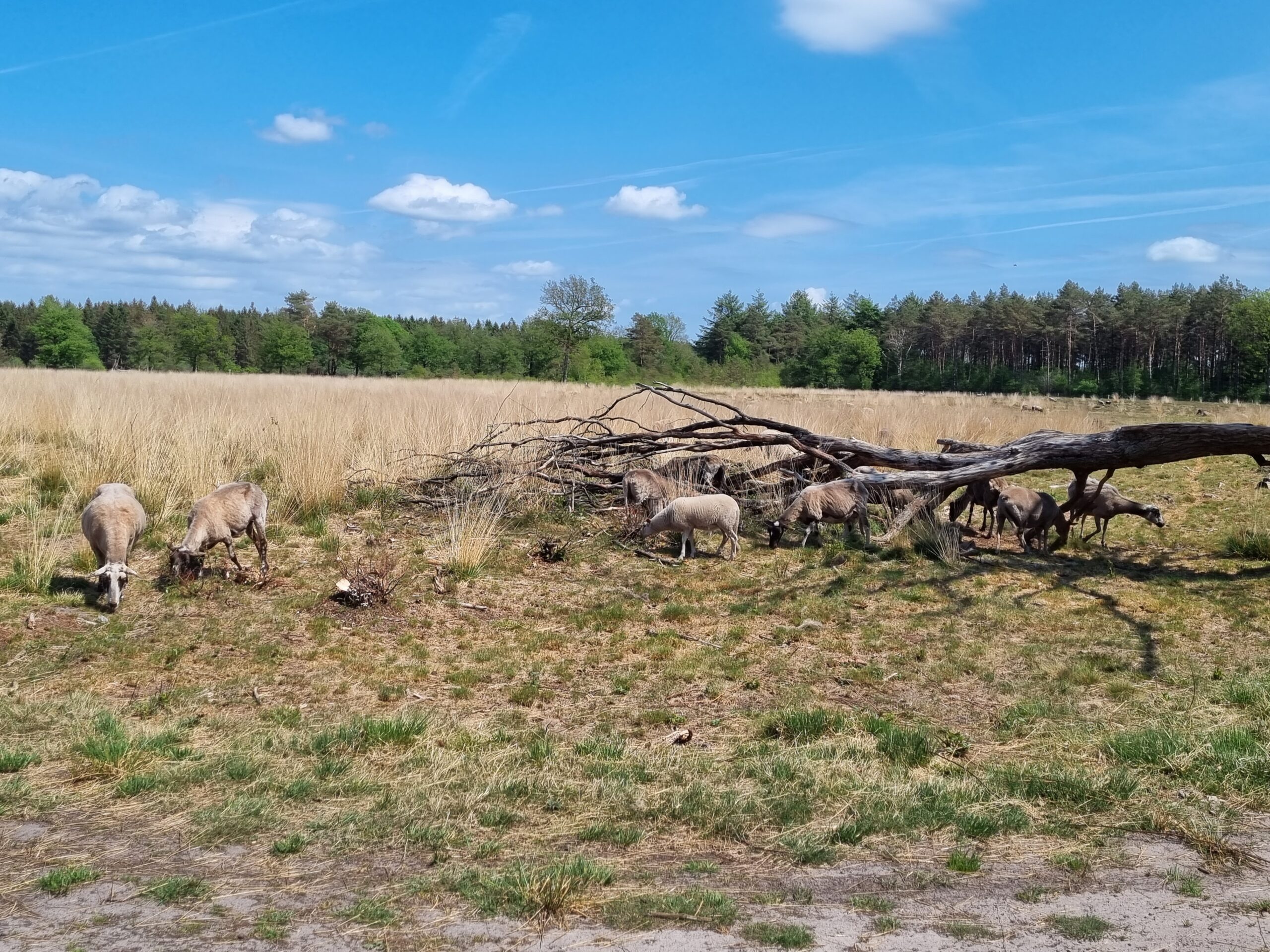 Schapen in het open veld