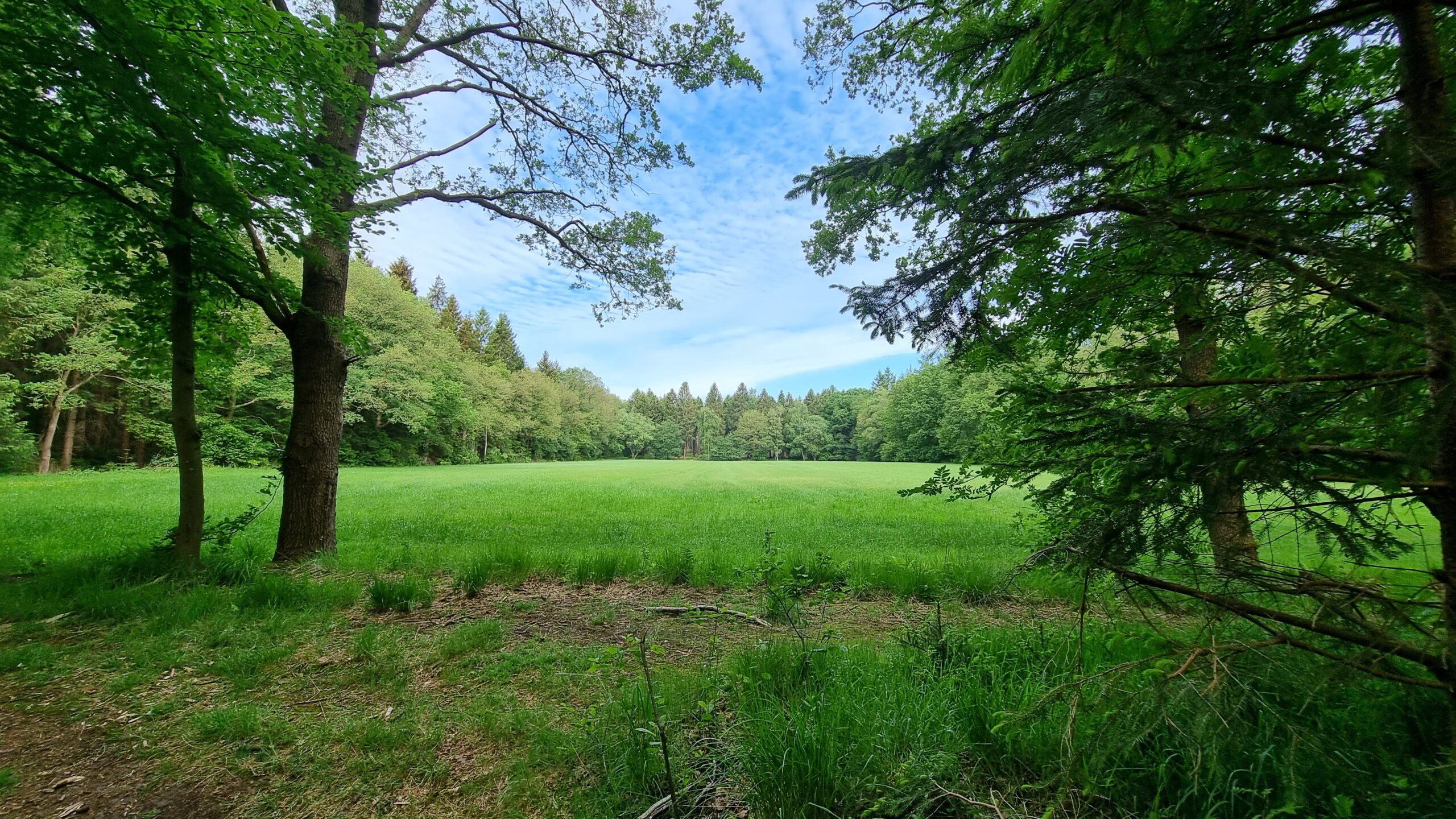 Weide in bos besloten