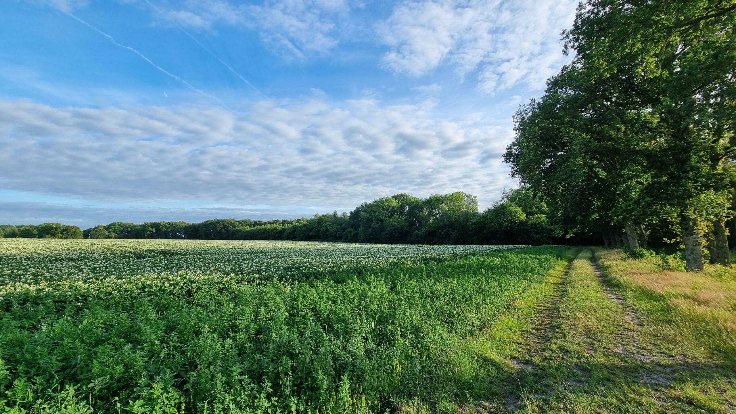 Aardappelveld