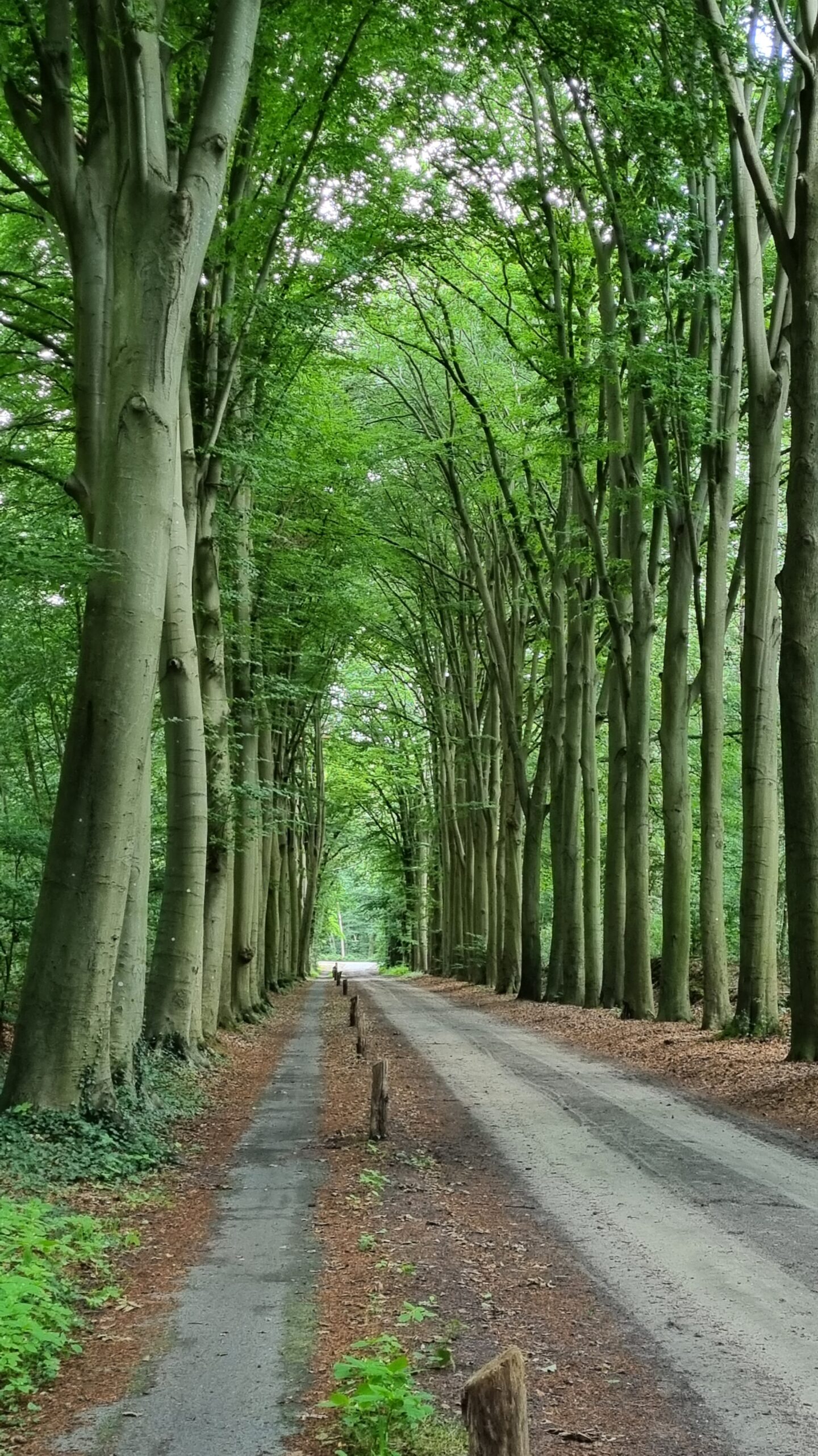 Laan met Beuken