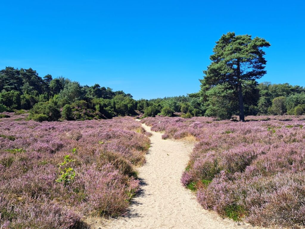 Paarse Heide in Westerveld foto Alanda de Boer