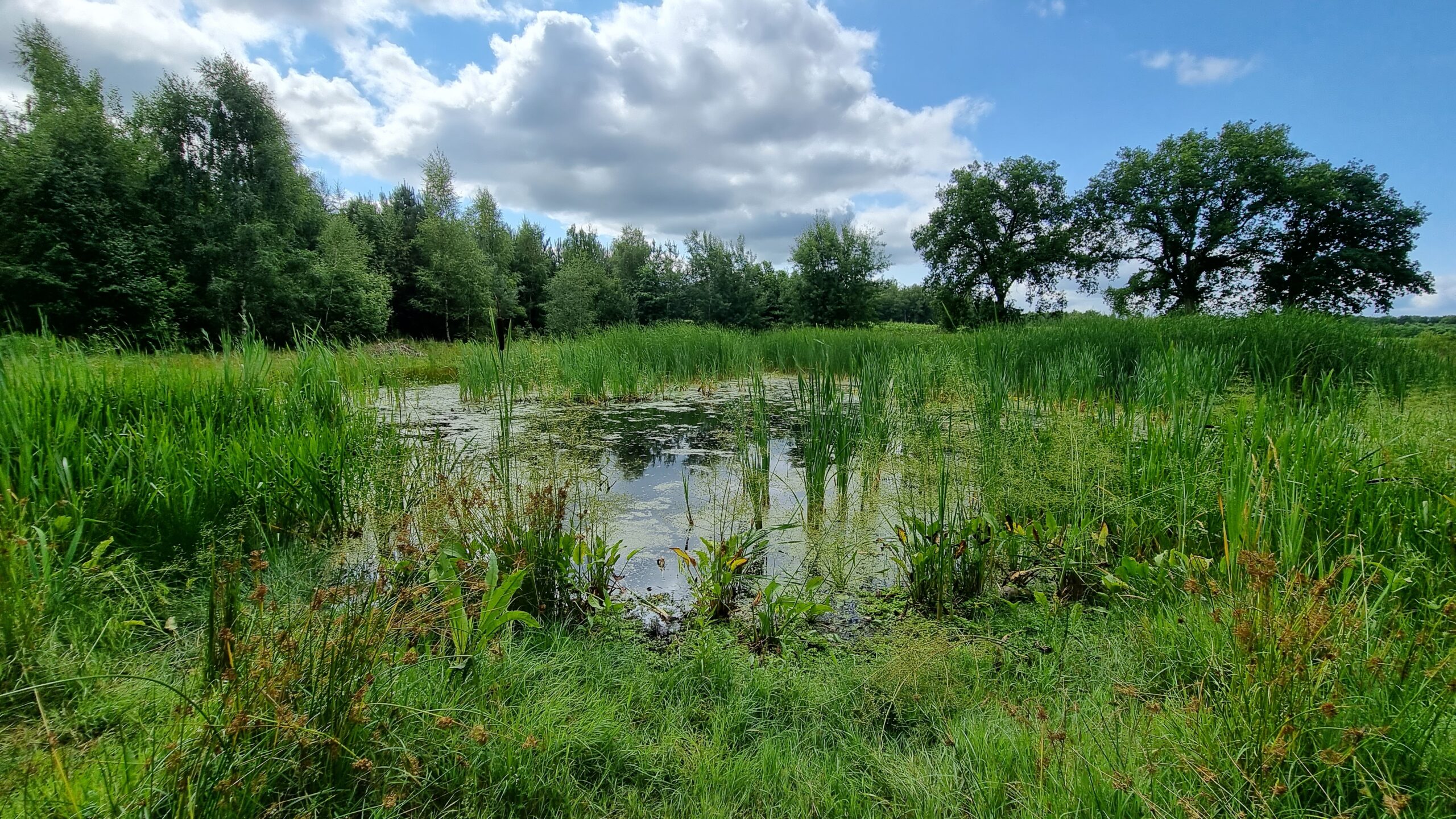 Ven met Lisdodden waterwingebied