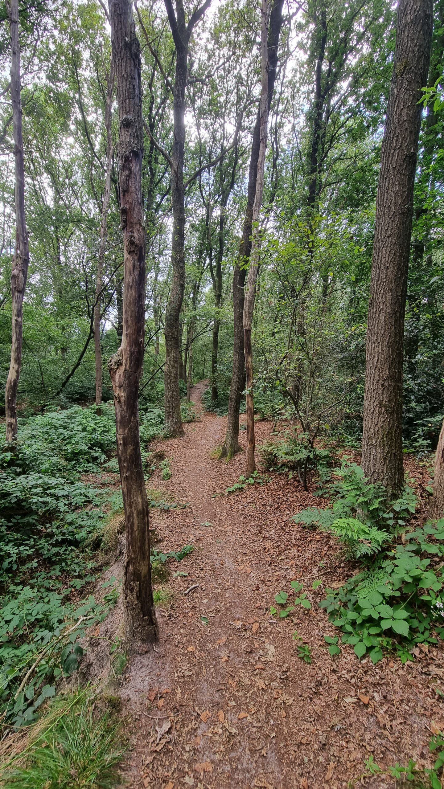 Avontuurlijk paadje door het bos