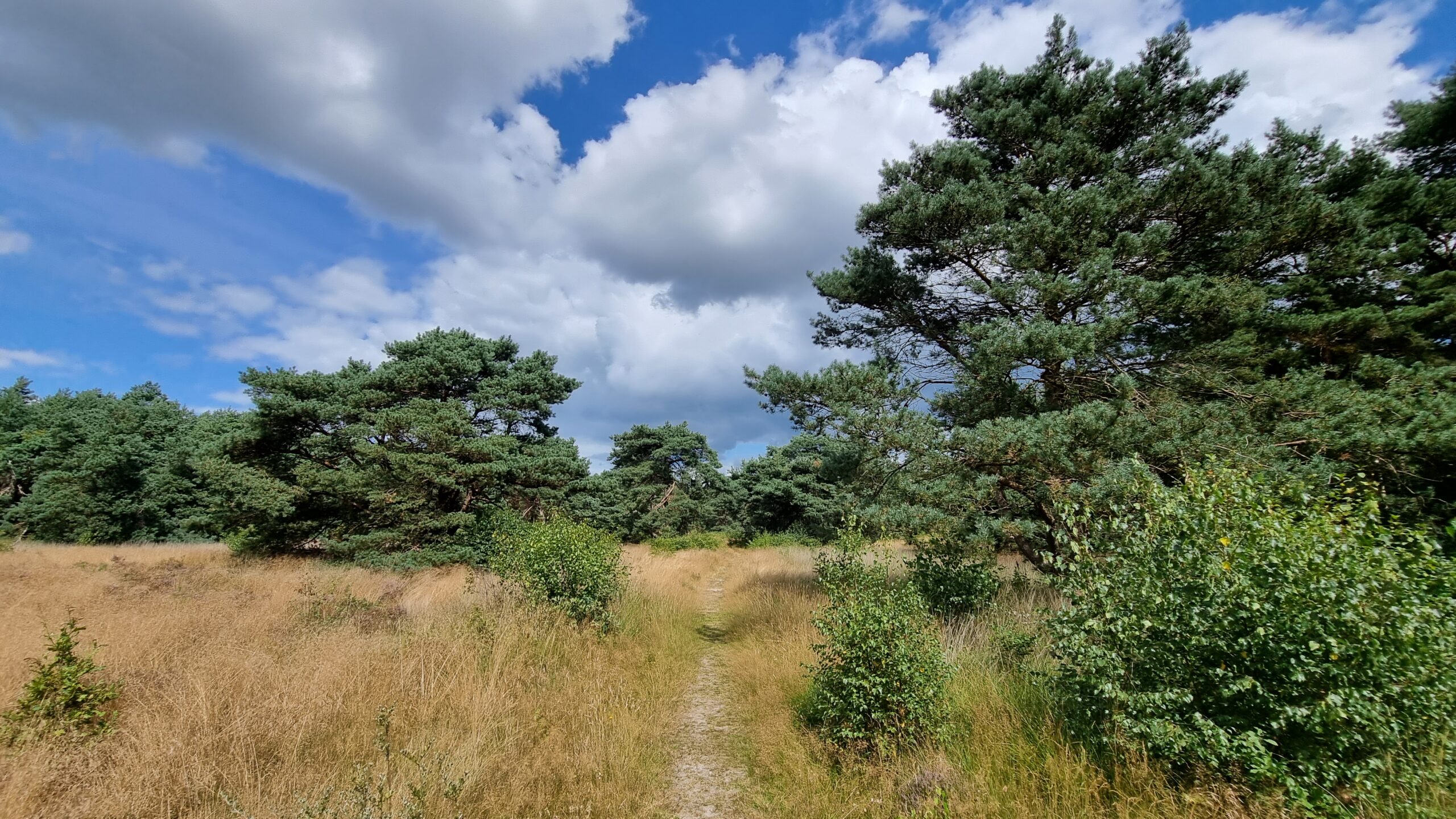 Paadje door vergraste heide