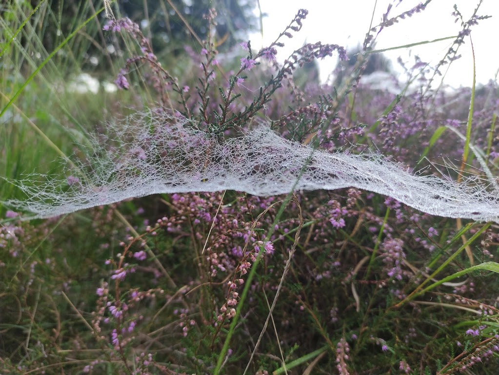 Heide verheugen op de herfst blog rilana