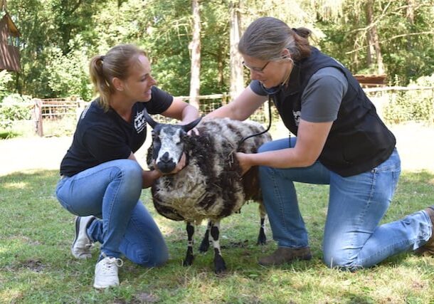 Dierenarts Corine Tiemens van Dierenartspraktijk Dwingeloo - Wapse